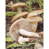 Champignon lamelle 3/1