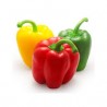 Poivron tricolore 3/1